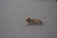 DSC_2504©Yasuhrio Chida