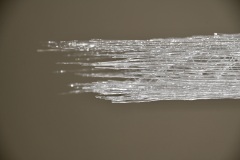 210911繝上ｚ繝ｫ繧ｳ蜊・伐-61-・・100sⓒHirohiko Koyamada